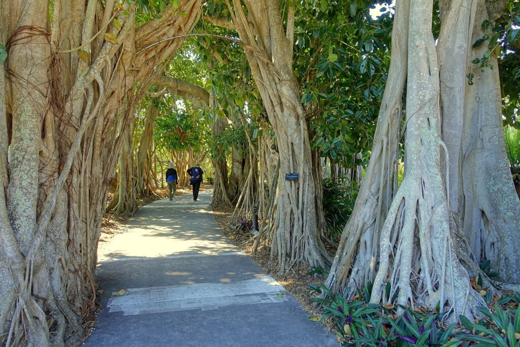 The shaded ficus allee at Marie Selby Botanical Gardens